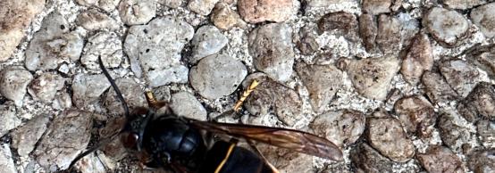 Frelon asiatique à pattes jaunes photographie HD reconnaitre danger homme abeille